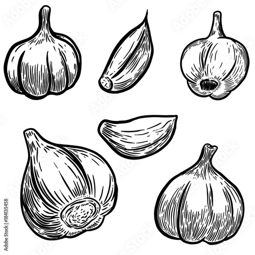 Set of hand drawn garlic illustrations. Design elements for poster, banner, menu. Vector illustration