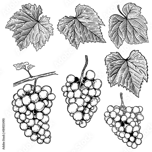 Set of hand drawn grape illustrations. Design elements for poster, banner, menu. Vector illustration