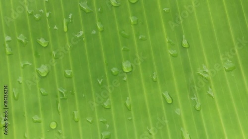 banana leaf and dew drops  photo