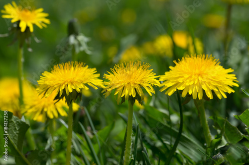 yellow dandelion flower in green grass
