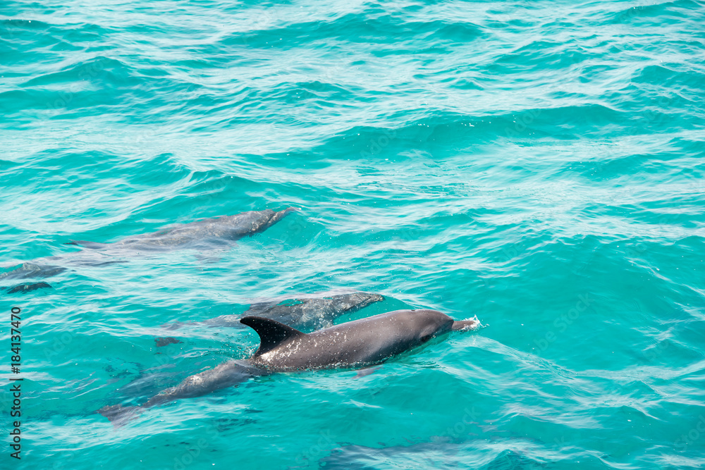Obraz premium Delphine 2017 5