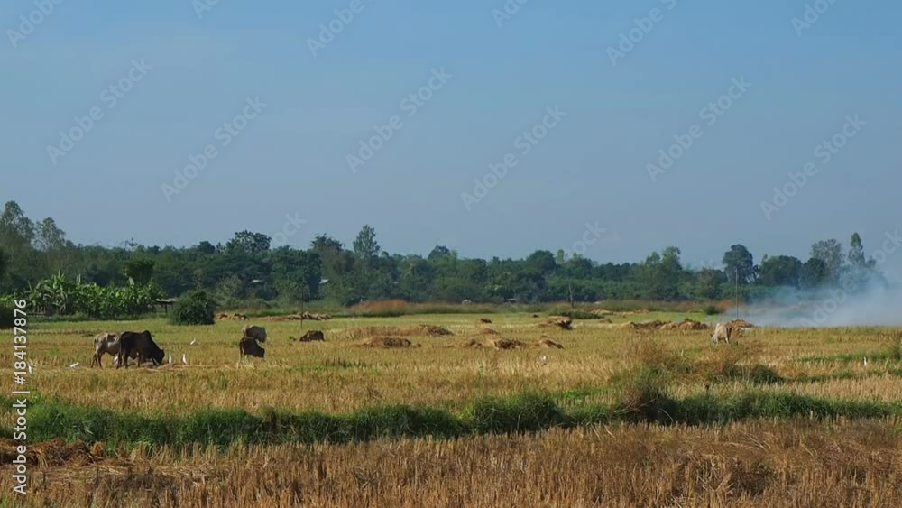View of paddy field in the rural after harvest.Farmer get rid of staw by burning View of paddy field in the rural after harvest.Farmer get rid of staw by burning