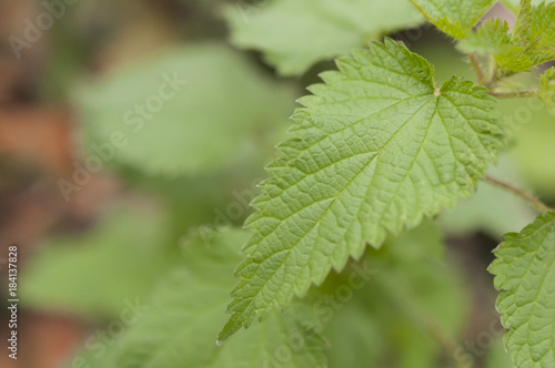 Nettle leaf macro shot with blurred background