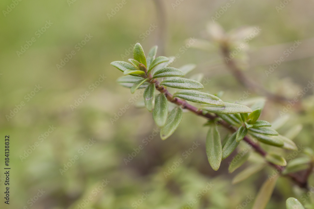 Branch of savory on green background Branch of savory on green background