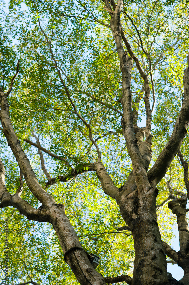 Fototapeta premium leaf on sky. forest background . green nature background.big tree. leaves background