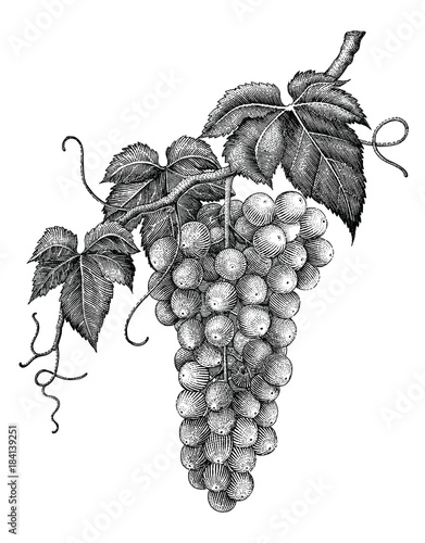 Grape branch hand drawing engraving vintage isolated on white background