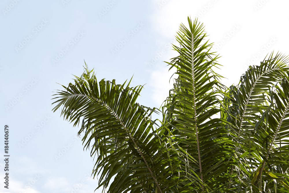 Fototapeta premium date palm tree with sky