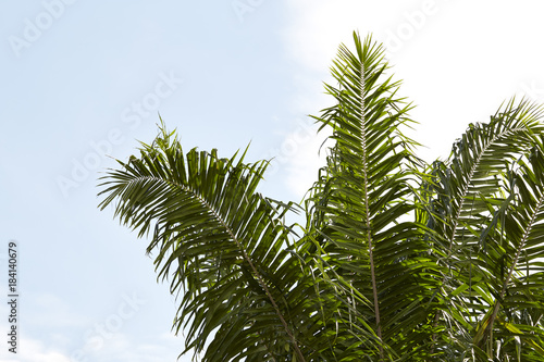 date palm tree with sky
