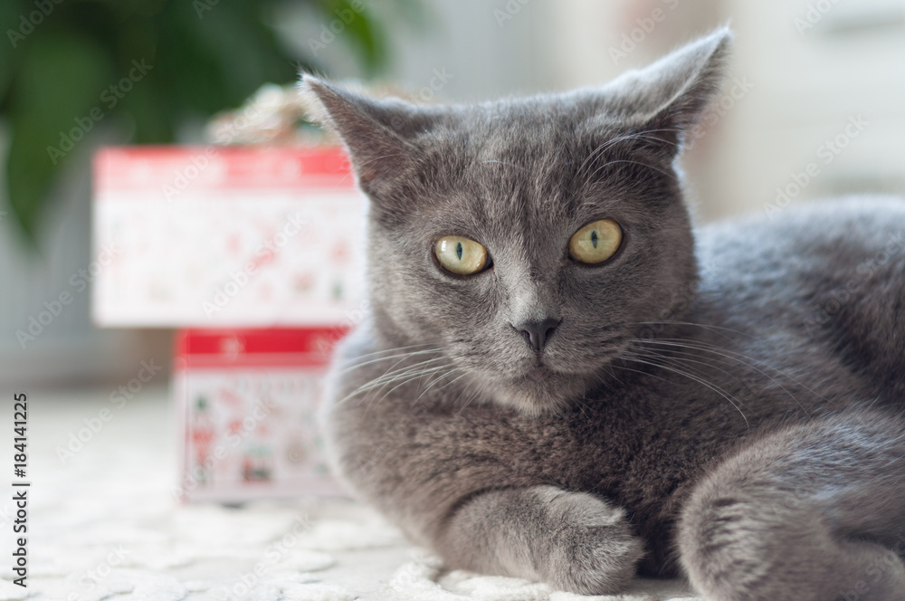 Beautiful gray British cat is lying on the floor on a background of gifts. The concept of pets.