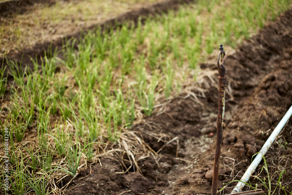 Fototapeta premium The bed of onion in summer