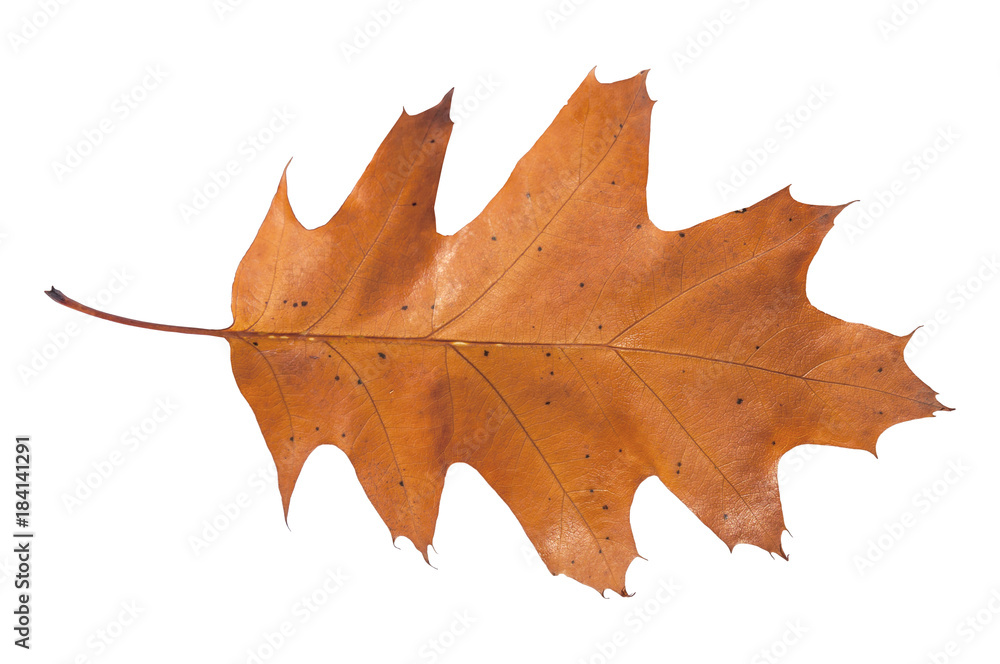 Brown leaf from autumn tree from park isolated on white Brown leaf from autumn tree from park isolated on white