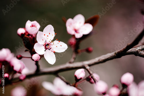 Obraz na płótnie Beautiful cherry blossom in april at spring