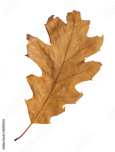 Brown leaf from autumn park natural isolated on white