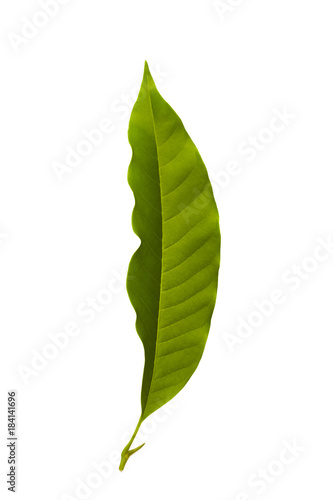 Champaka leaf tropical isolated on white