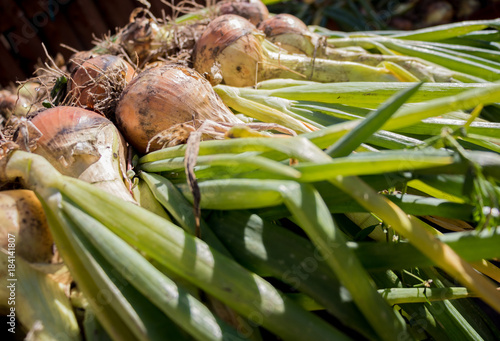 Onions drying after the harvest photo