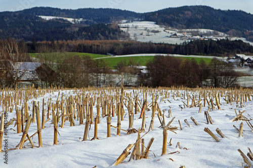 verschneites  abgeerntetes Maisfeld mit Winterlandschaft im Hintergrund