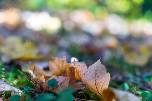 Herbst / leuchtendes Herbstlaub in einem Wald