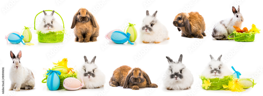 Easter pictures - rabbit with colored eggs Easter pictures - rabbit with colored eggs