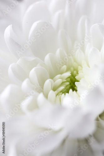 weiße Chrysantheme Nahaufnahme
