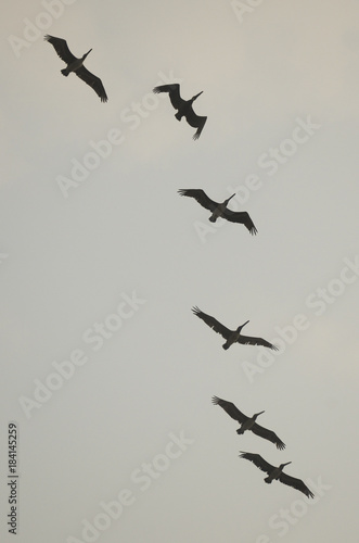 Pelicans flying in formation