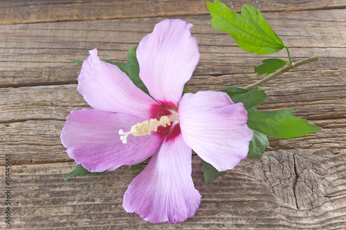 Hibiscus flower on wooden background