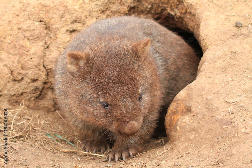wombat with brown fur because of digging in sand wombat with brown fur because of digging in sand