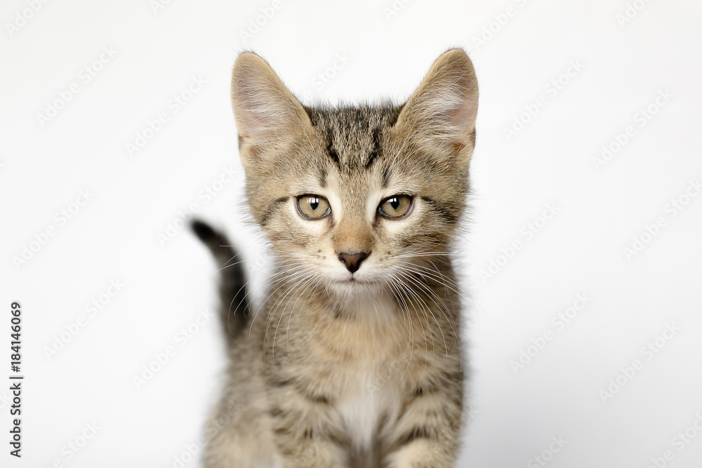 cute kitten is sitting on the floor. He plays and looks at the camera. Color mottled.