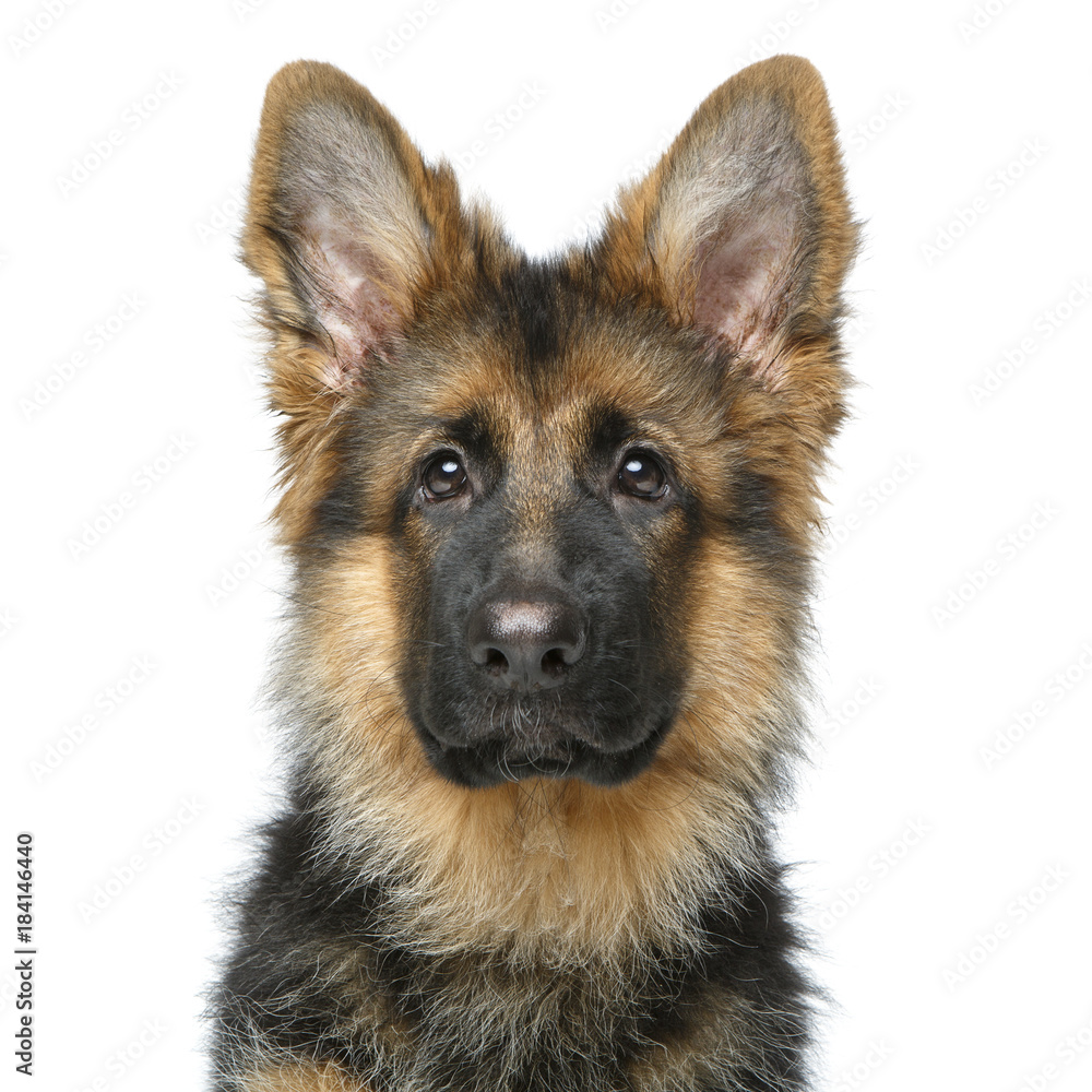 beautiful german shepard puppy beautiful german shepard puppy