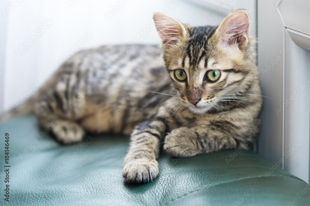 little striped kitten with green eyes