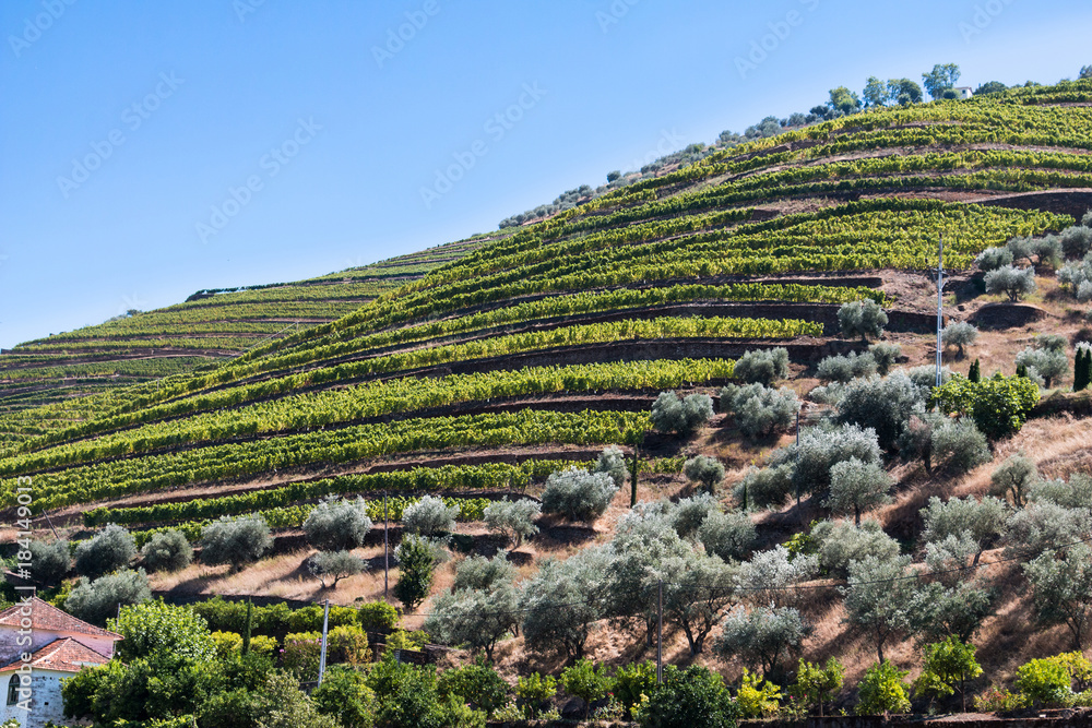 Vallée du Douro vignes vignoble Porto Portugal Stock Photo | Adobe Stock