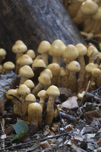 Pholiota alnicola mushrooms photo