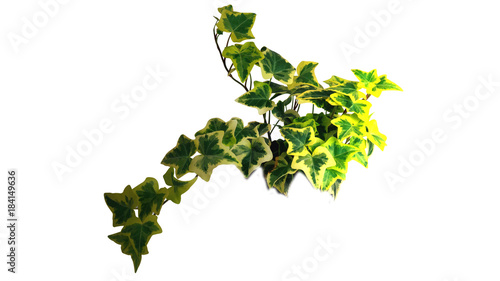 Edera verde rampicante su fondo bianco