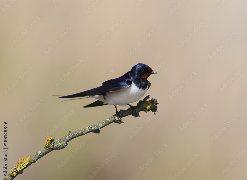 Classic portrait of a barn swallow isolated on brigh blurred beige background. May be used for bird guiding