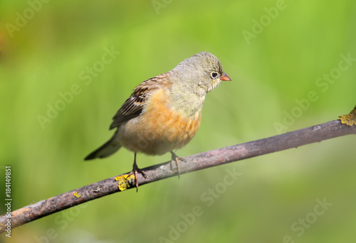 A male ortolan bunting in breeding plumage sits on a branch against blurred green background