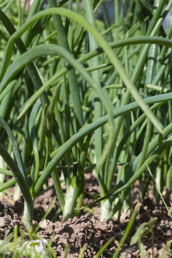 Obraz premium Echalottes