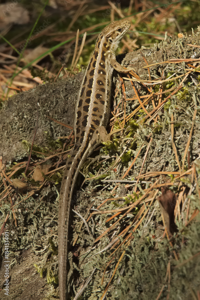 Female of sand lizard (Lacerta agilis) Female of sand lizard (Lacerta agilis)