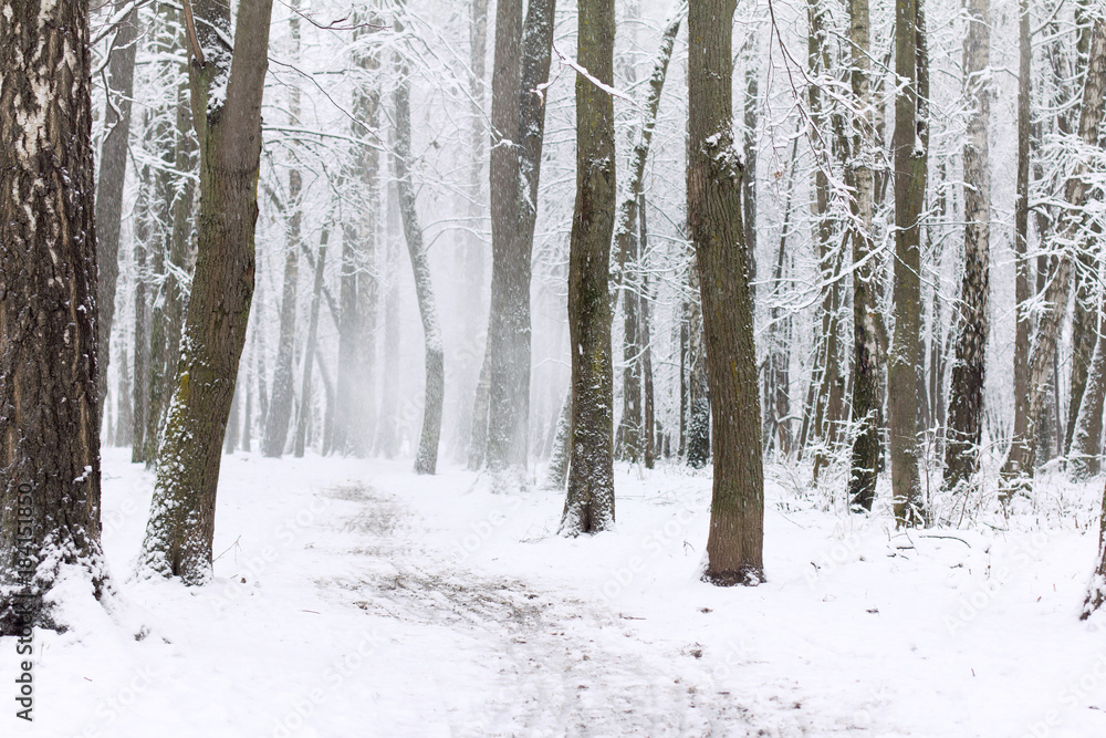 magic time for walking in the fresh air/ snow-covered trees along the footpath in the park in winter