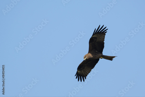 Black Kite Searching For Prey