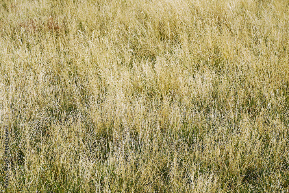 Fototapeta premium Alpine grass background