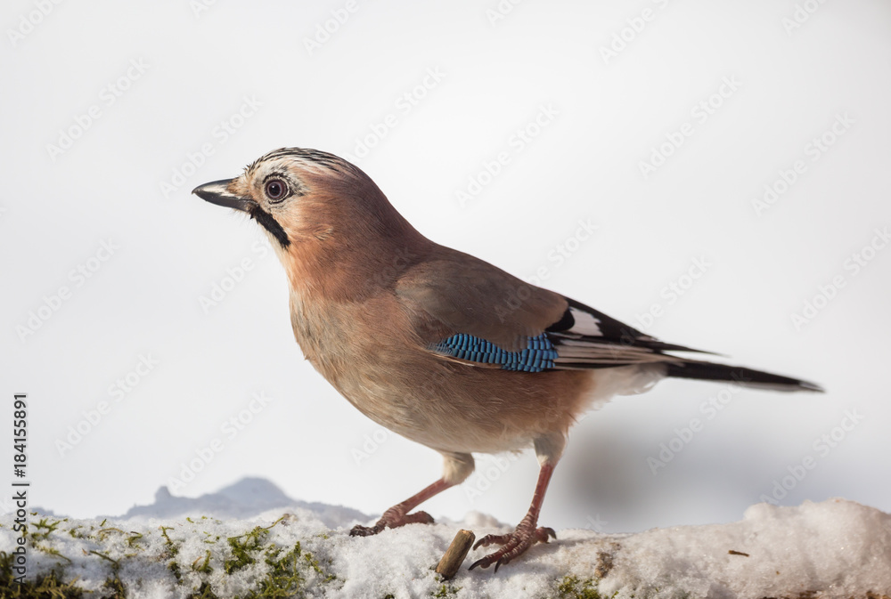Geai des chênes Geai des chênes