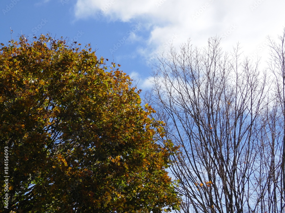 Obraz premium trees sky