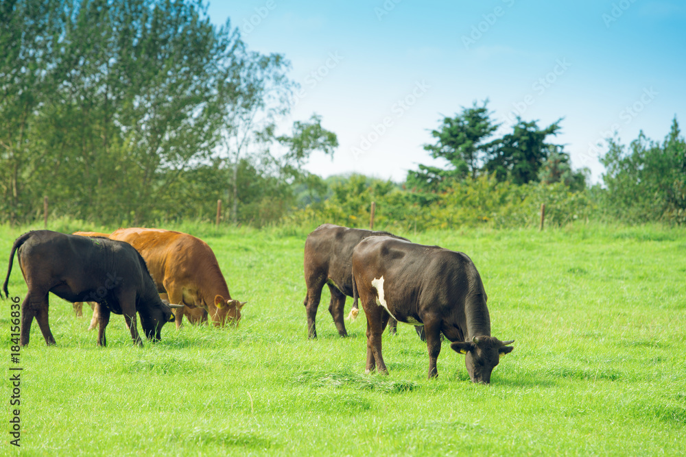 Fototapeta premium Herd of cows. Cows on the field