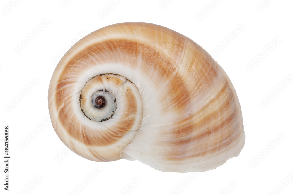Snail shell on a white background Snail shell on a white background