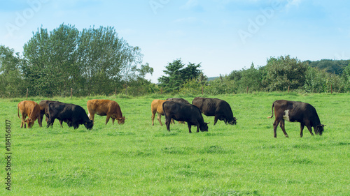 cows on meadow. Cow on a summer pasture