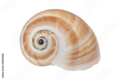 Snail shell on a white background