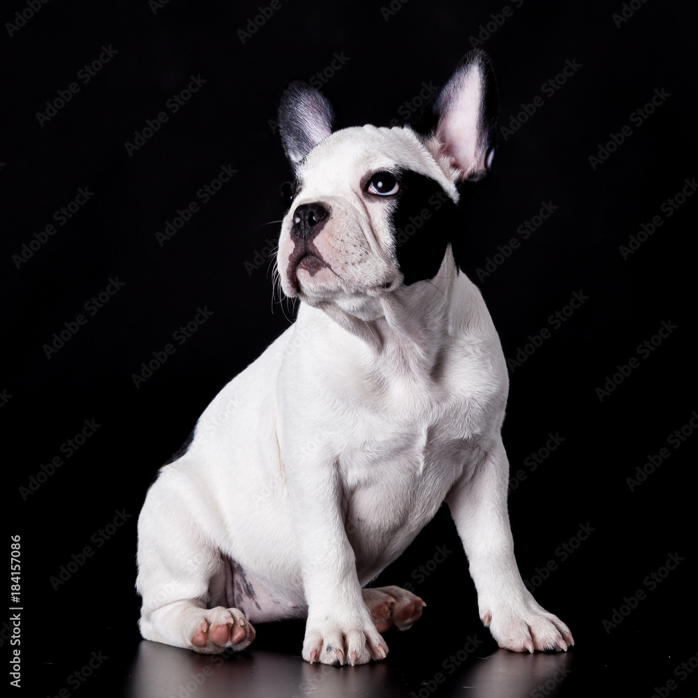 French Bulldog Dog on black background French Bulldog Dog on black background