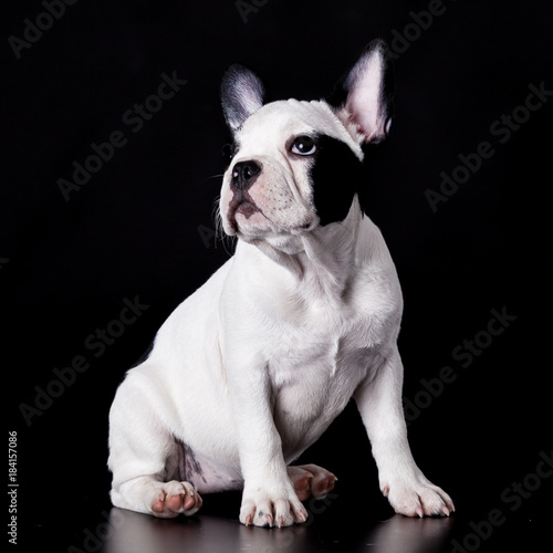 French Bulldog Dog  on black background