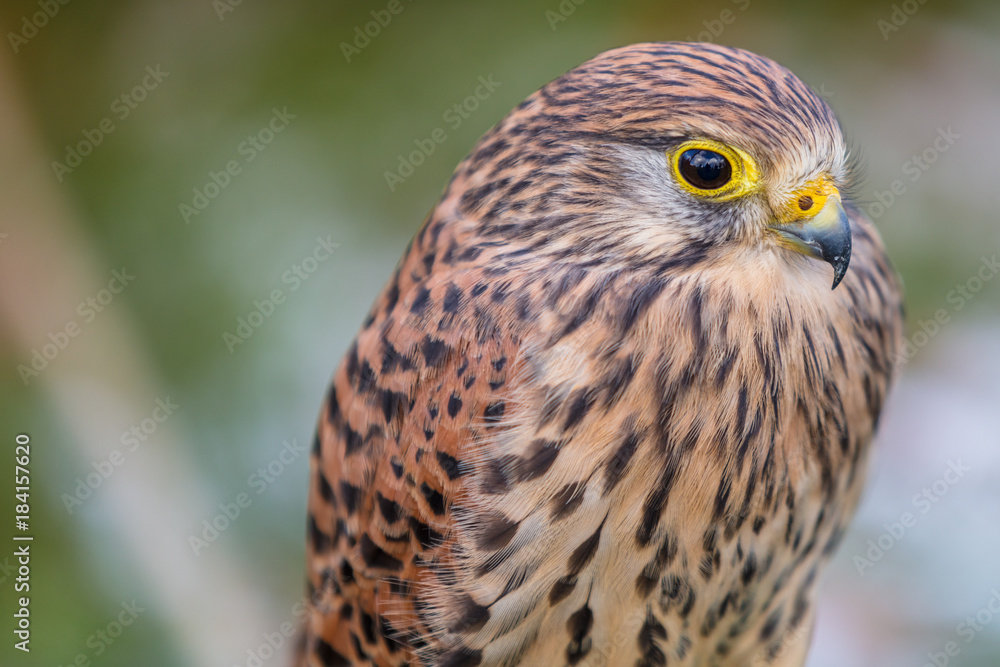 Wanderfalke Wanderfalke