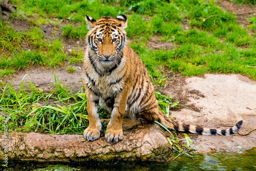 beautiful  tiger. Panthera tigris