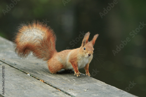 Funny curiosity red squirrel sits on wooden board and stares © vzmaze